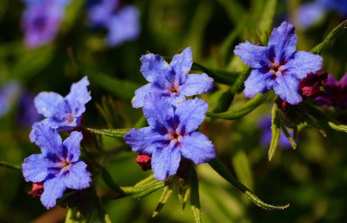 Detail of purple flowers